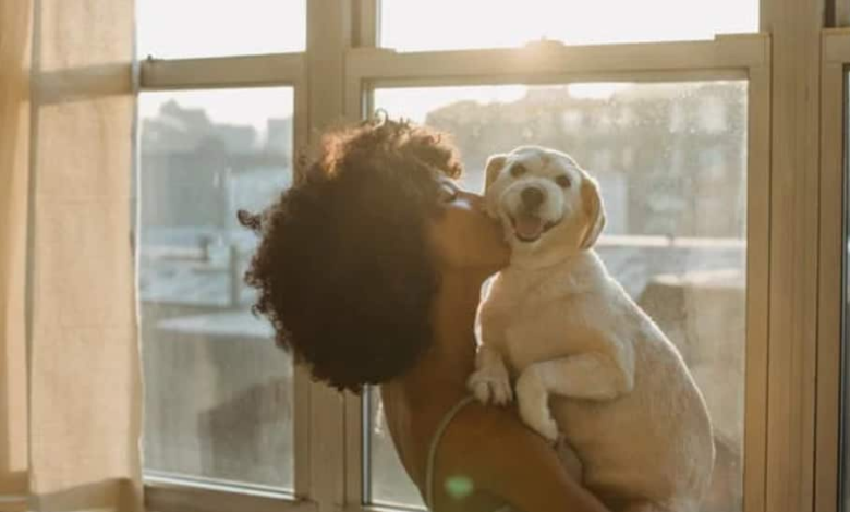 5 Tips For Avoiding Pet Care Mistakes During The Summer Season |  pet news